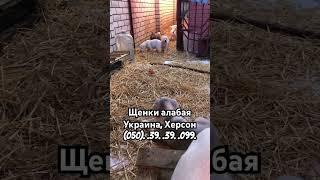 Щенки алабая Анабель Украина, Херсон #puppy #alabai #alabaidog #собака #алабай #animals