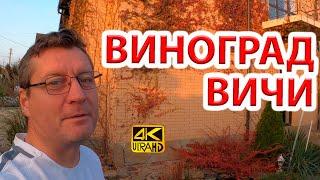 Девичий виноград Вичи (триостренный) разрушает дома? Мифы и реальность.