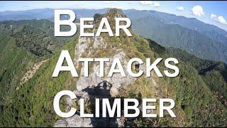 【埼玉秩父】Bear attacks climber / 登山中に熊に襲われた