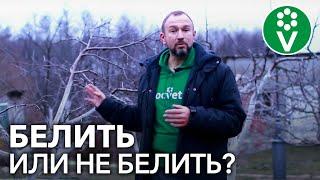 Глупость или нужное дело? Вся правда о побелке деревьев