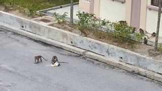 Monkeys inside IIUM campus, stealing stuff from a room ..