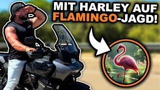 Mit HARLEY auf der Suche nach FLAMINGOS! (+ Kurzes Pan America-Review)