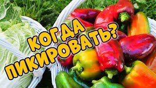 НЕ УПУСТИ МОМЕНТ! КОГДА ПЕРЕСАЖИВАТЬ ПЕРЦЫ?