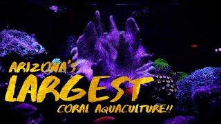 PRIVATE FISH TOUR of Arizona’s LARGEST Coral Aquaculture! *EXPENSIVE*