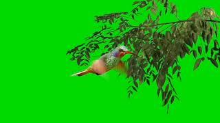 Tree Effect video || Tree effect bird  video Template || Free download from here|| 720p