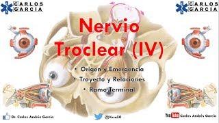 Anatomía - Nevio Troclear (Origen, Emergencia, Trayecto y Relaciones, Ramo Terminal)