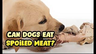 Can Dogs Eat Spoiled Meat