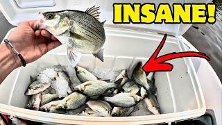 The Biggest White Bass Fishing Smackdown EVER - I’ve NEVER Seen So Many! *EVERY CAST*