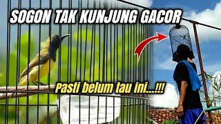 3 penyebab SOGON tak kunjung GACOR Dan Solusinya