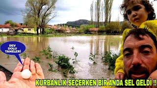 KURBANLIK BELİRLERKEN BİR ANDA HERYER SEL OLDU !! BÖYLE YAĞMUR GÖRMEDİM~İKİ SÜRÜYÜDE SELDEN GEÇİRDİK