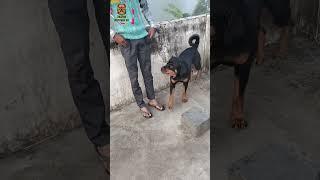 Daster ki masti.. #rottweiler #dog #viral #shorts