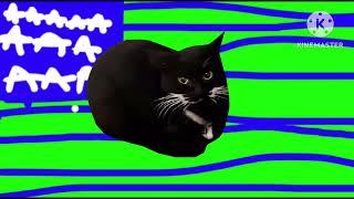 @UnitedStatesOfThomasBall Cat