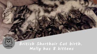 British Shorthair Cat birth - Molly has 8 kittens  / Katzengeburt