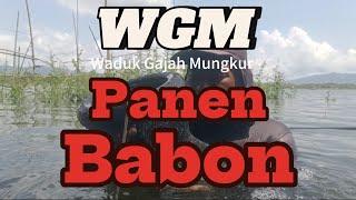 WGM terbaru || PANEN BABON NILA ‼️Mancing Nyobok Waduk Gajah Mungkur#mancing #fishing #fish