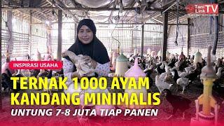 Untung Rugi Ternak Ayam Joper Kandang Minimalis, Dari DOC Sampai Siap Panen