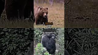 Grizzly Bear vs Silverback Gorilla