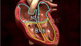 The human heart (Gujarati)