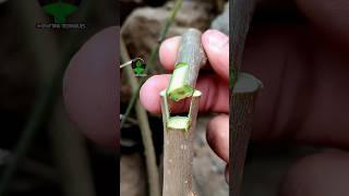 Plant grafting technique for beginners successful and satisfying #usa #grafting #videos