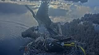 2023-04-07 Mom brings in barricade tape and dad swoops on geese multiple times | Boulder County