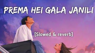 Prema Hei Gala Janili [Slowed & reverb] Sivani Sangita | Lofi Song | Prema Hei Gala Janili Lofi Song