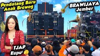 SEMBURAT‼️PENDATANG BARU ANAK BREWOG BRAWIJAYA NGAMUK DI ARENA  KARNAVAL GUMUKMAS JEMBER