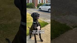 This dog loves ice cream trucks ️