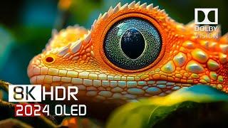 8K HDR 120fps Dolby Vision with Calming Music (Colorfully Dynamic)