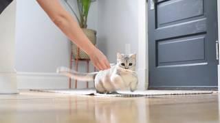 Munchkin Cat Katie Training for the Olympics