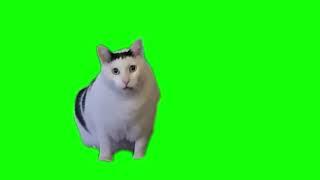 Кот мяукает и кивает головой Футажи для видеомонтажа на зелёном фоне