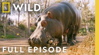 Hungry, Hungry Hippo (Full Episode) | Secrets of the Zoo: Down Under | Nat Geo Wild