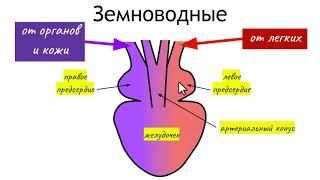 Строение сердца рыб, земноводных, пресмыкающихся, птиц и млекопитающих