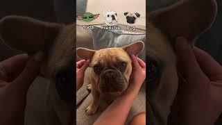 What dog is this? #dog #pug #frenchie #yoda