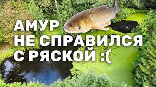 Очищаем пруд два года - результат. Часть 7. Амур, Толстолобик и ряска. Очистка пруда бюджетно