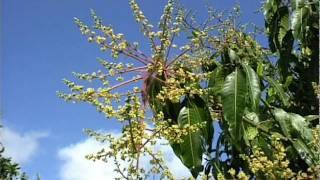 Mango Full Flowering Panicle