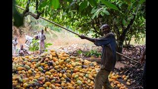 THE LARGEST COCOA FARM IN GHANA OWNED BY CoP MEMBER ELDER JOSEPH ADDAI