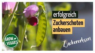 Zuckererbsen anbauen | Gemüseanbau im Garten | Zuckerschoten