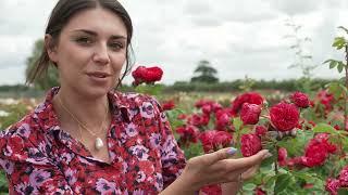 5 easy tips to grow roses and propagate from cuttings, with Harkness Roses | The RHS