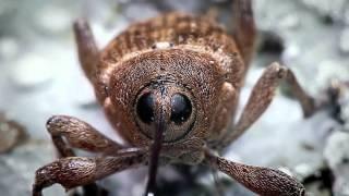 Acorn Weevil recorded with the Hirox Microscope - BBC Nature