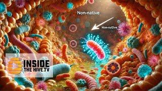 A NEW organism found INSIDE honey bees's guts