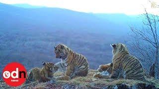 Rare footage of four Amur tiger cubs in Russia