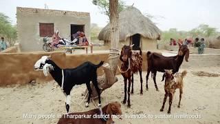 Control of Peste des Petits Ruminants (PPR) in rural Pakistan