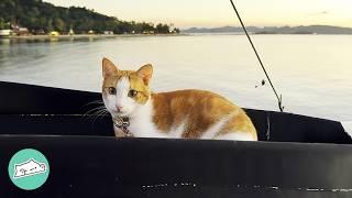 2 Cats On Boat Greet Sailors And Nap In The Cabin | Cuddle Buddies