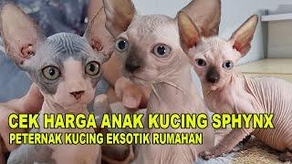 HARGA ANAK KUCING SPHYNX PETERNAK RUMAHAN