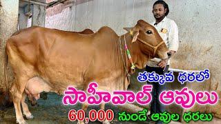 60,000 నుండే సాహీవాల్ ఆవుల ధరలు | 9860132734 | Sahiwal Cows