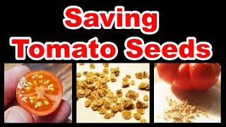 How To Save Tomato Seeds In 2020