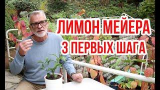 Посылка с саженцами / Лимон Мейера - 3 важных операции / Игорь Билевич