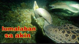 ep329.Dive2 ahas dagat lumalaban sa akin.nigh spearfishing Philippines.