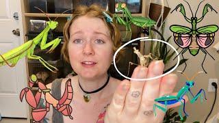 Meet All My Pet Praying Mantis!