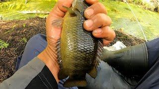 Gak nyangka.. Nemu spot mancing ikan betok nya babon babon ganas makan umpanku