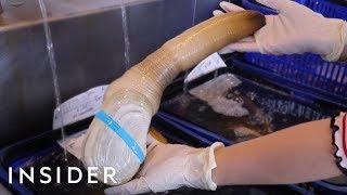 We Tried Geoduck — World's Biggest Burrowing Clam